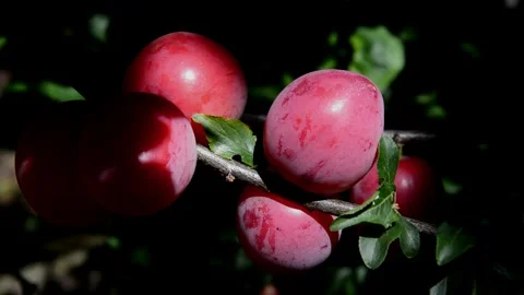 Ripening cherry-plum Stock Footage 255797249
