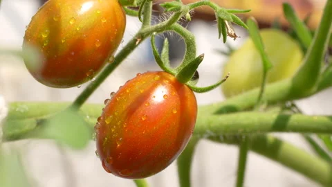 Ripening Cherry Tomatoes with Dew Drops in Morning Sun Stock Footage 327958351
