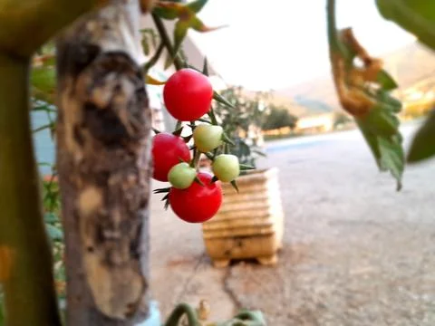 Ripening cherry tomatoes on hand Stock Photos