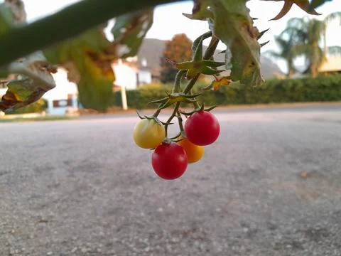 Ripening cherry tomatoes on hand 스톡 사진