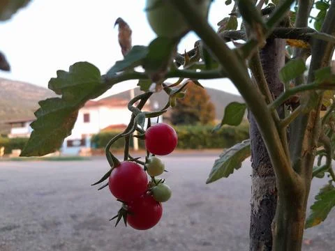 Ripening cherry tomatoes on hand 写真素材