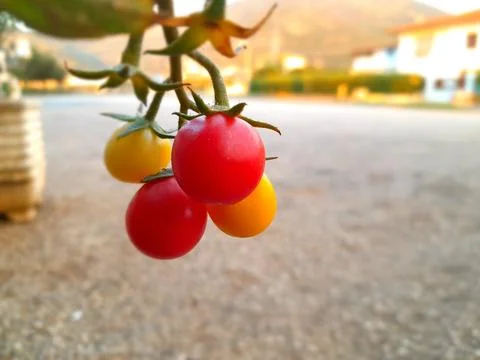 Ripening cherry tomatoes on hanging in vegetable plant 스톡 사진