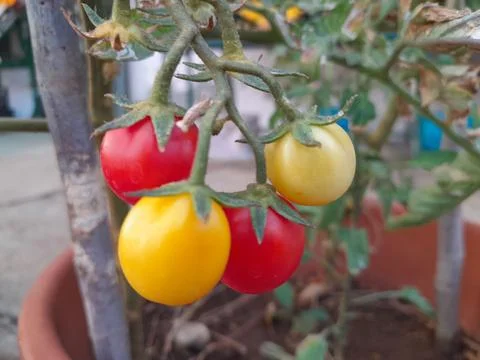 Ripening cherry tomatoes on hanging in vegetable plant Stock Photos