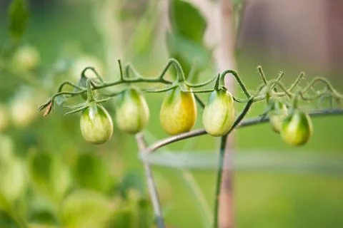 Ripening Cherry Tomatoes Stock Photos