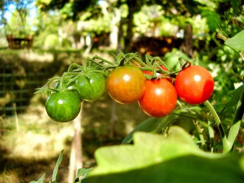 Ripening Cherry Tomatoes Stock Photos