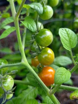Ripening Cherry Tomatoes on a Vine Фото
