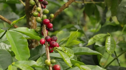 Ripening coffee berries  Stock Footage 61877821