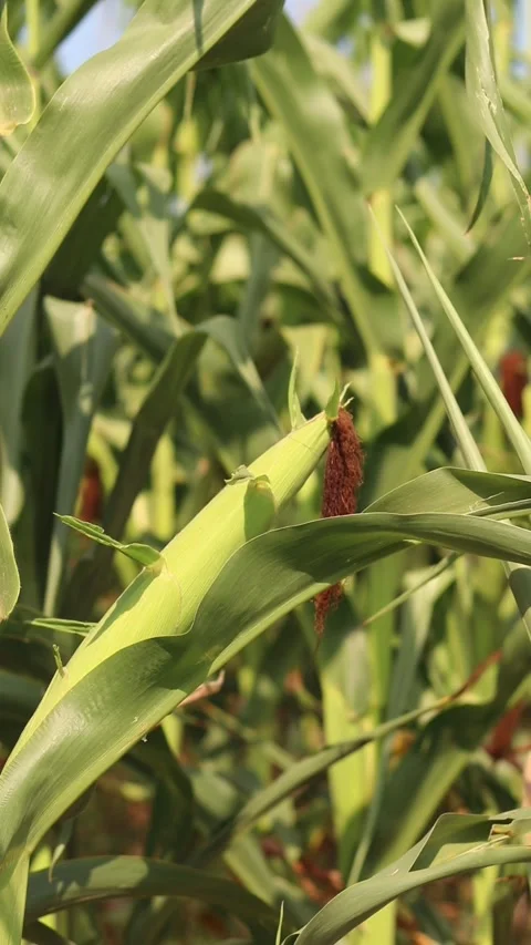 Ripening corn in a farm field under the open sky Vidéo 341599904