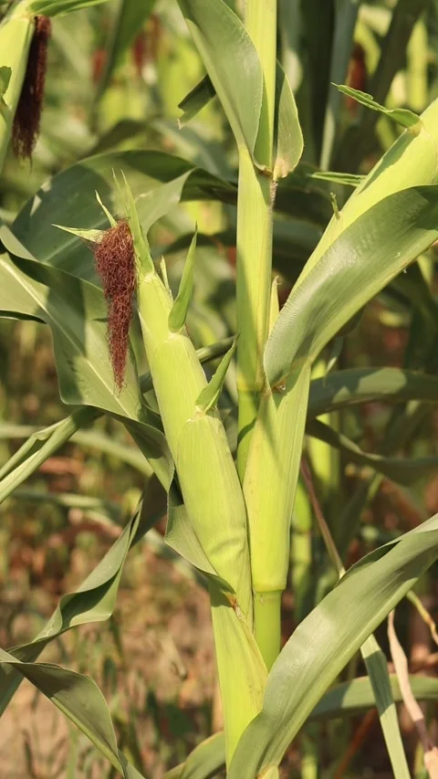 Ripening corn in a farm field under the open sky Видео 341600028