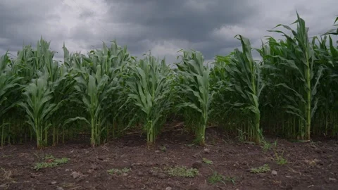 Ripening corn with green cobs on the field edge in summer overcast  Vídeos de archivo 340321276