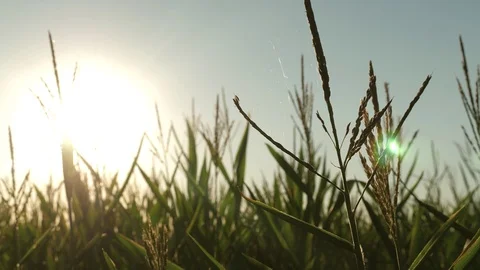 Ripening corn on a green field, under the warm rays of the sun. agriculture 스톡 동영상 120521336