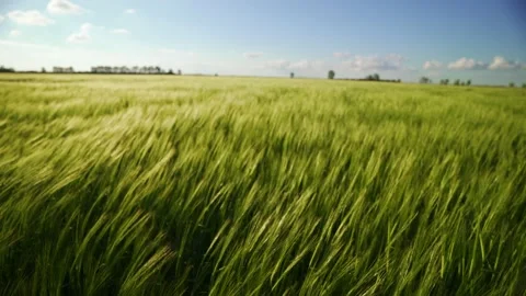 Ripening crops under the warm sun. Wind sways thick barley in a field. Stock Footage 170463228