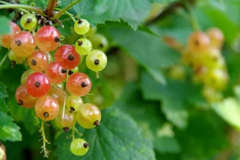 Ripening currants Stock Photos