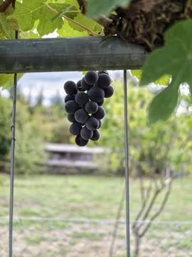 Ripening dark grape cluster hanging on vine trellis in sunny garden orchard 写真素材