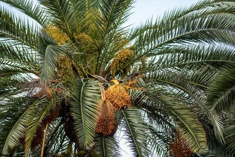 Ripening Dates on Date Palm Tree Crown Foto stock
