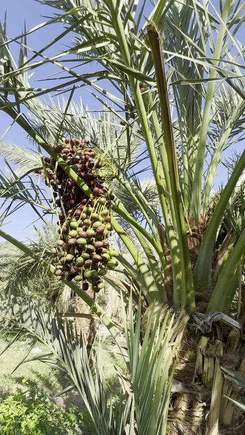 Ripening Dates Hanging on Palm Tree in Sunny Orchard Vídeo Stock 326443837