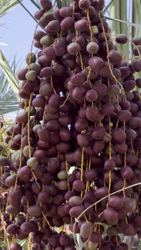 Ripening Dates Hanging on Palm Tree in Orchard Vídeo Stock 326465986