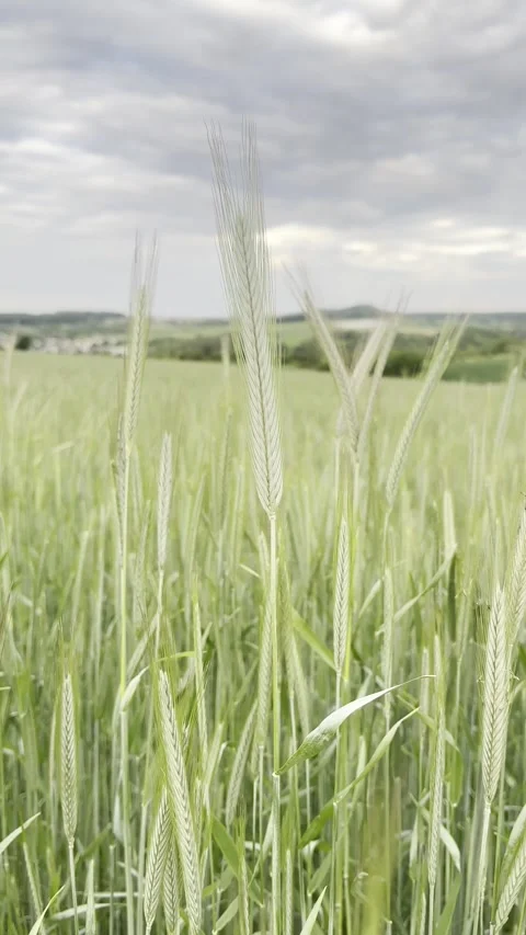 Ripening ears of grain crops. Stock Footage 309328606