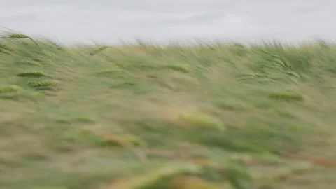 Ripening ears of wheat in the field. Panorama. agricultural fields Stock Footage 243661345