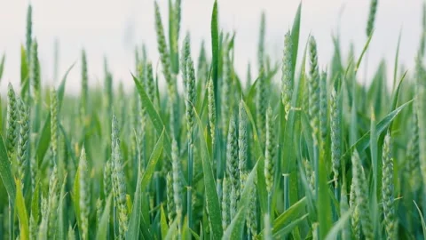 Ripening ears of wheat field. Spikelets of young green wheat on the field Video stock 133047085
