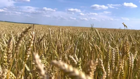 Ripening ears of wheat Stock Footage 246713939