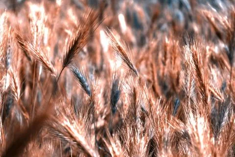Ripening ears of wheat Stock Photos