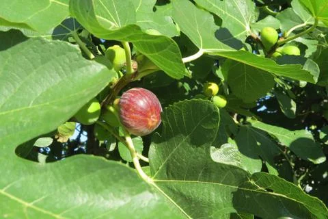 Ripening fig (maturing fig) on the fig tree in the garden Stock Photos