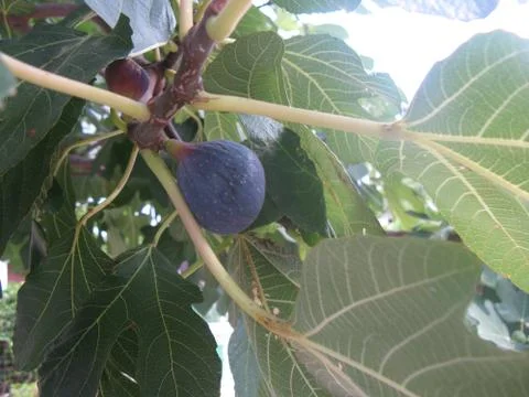 Ripening fig (maturing fig) on the fig tree Stock Photos
