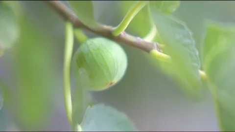 Ripening fig on tree in garden Stock Footage 76136329