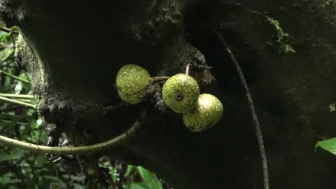 Ripening figs, Malaysia Stock Footage 196134538