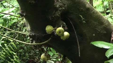 Ripening figs, Malaysia Stock Footage 196134592