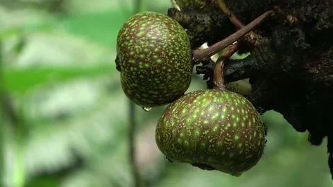 Ripening figs, Malaysia Stock Footage 196134661