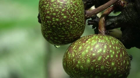 Ripening figs, Malaysia Stock Footage 196134670