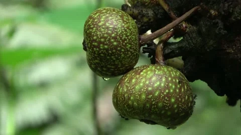 Ripening figs, Malaysia Stock Footage 196134698