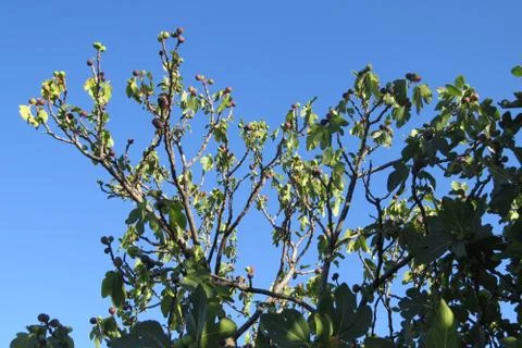 Ripening figs (maturing figs) on the old fig tree in the garden Stock Photos