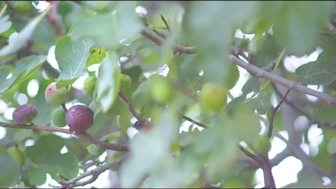 Ripening figs on tree in garden Vidéo 76136340