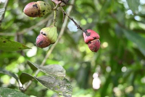 A ripening fruit on a marking nut tree that belongs to the Semecarpus genus Foto stock