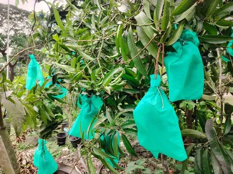 Ripening fruit protected inside bright green bags hanging from branches of .. Fotos Stock