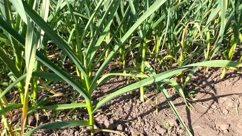 Ripening garlic in the field Stock Footage 201166236