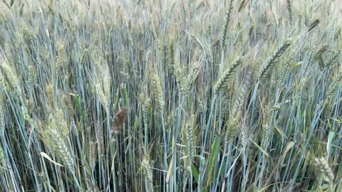 Ripening Grain Ears Swaying in the Wind Stock Footage 278286563
