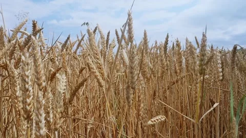 Ripening grain field Stock Footage 278917040