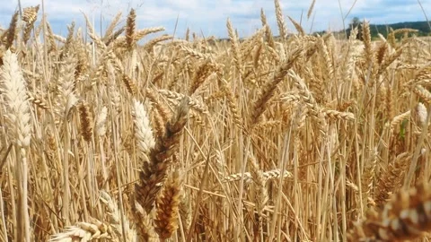 Ripening grain field Vidéo 278917107