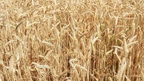 Ripening grain field Видео 278917493