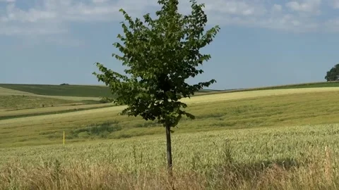 Ripening grain fields stretch across gently rolling farmland bordered by a dense Stock Footage 337789851