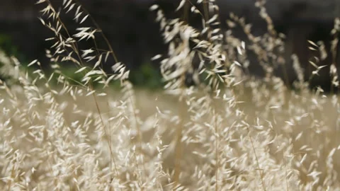 Ripening Grain Moving In the Wind. Close-up Stock Footage 122952533