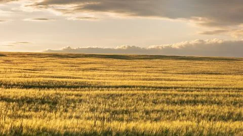 The ripening grain under a setting sun with a golden glow Stock Photos