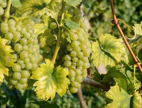 Ripening grape bunch with light colored grapes on blurred background with g.. Stock Photos