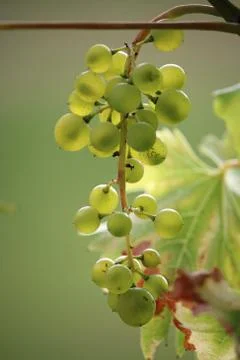 Ripening grape bunch Stock Photos