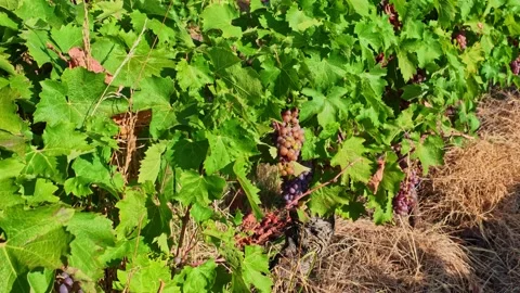 Ripening grape clusters hang beneath green leaves in a sunlit vineyard during Stock Footage 345303208