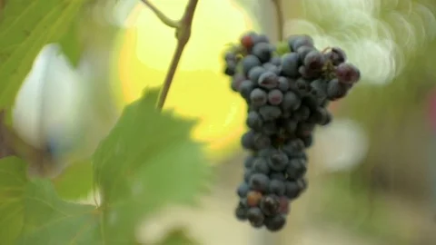 Ripening grape clusters on the vine Video stock 73110307